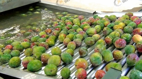Mango Processing Production Line