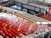 Tomato Processing Production Line